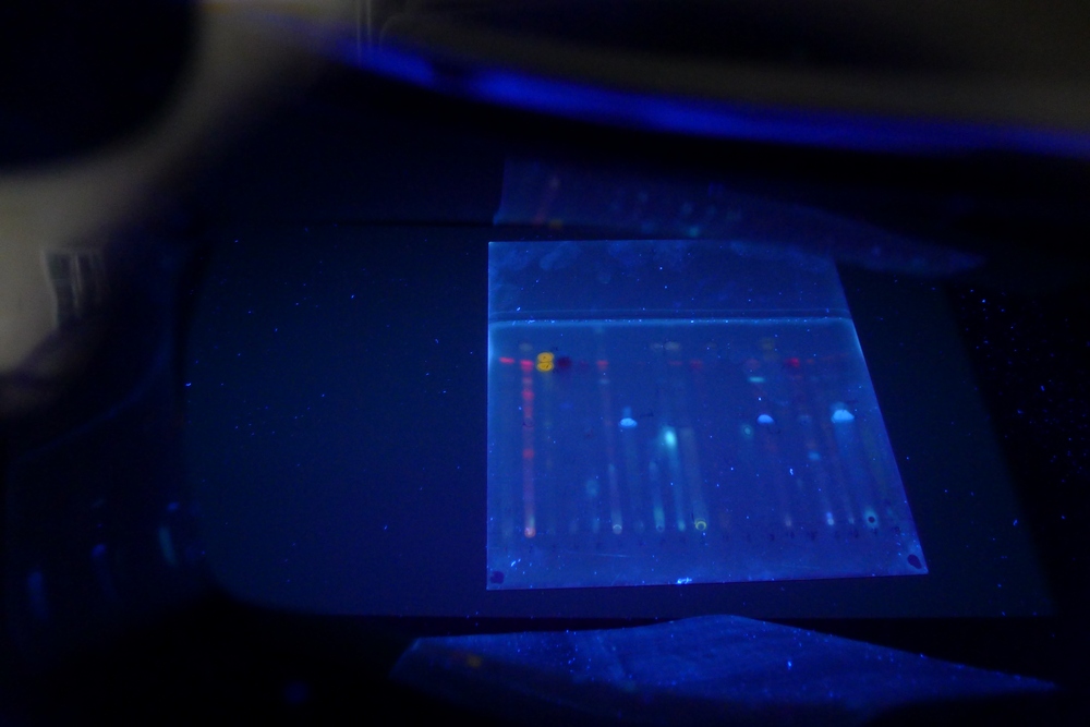 Lichen determination – TLC chromatogram under UV lamp.