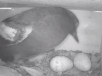 Alkoun holubí na hnízdě s vajíčky