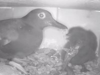 Alkoun holubí na hnízdě s mláďaty