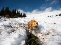 Lavina v krkonošském Modrém dole