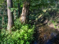 Ukázka přirozené obnovy - sukcese