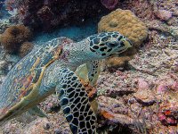 Mitochondrial DNA research helps protect sea turtles