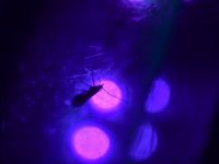 Jakým tajemstvím k sobě láká světlo noční hmyz?