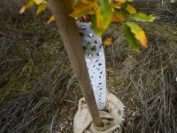 Agroforestry improvements in Amalie