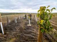 Agroforestry improvements in Amalie