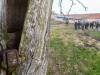 Agroforestry improvements in Amalie