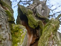 Agroforestry improvements in Amalie