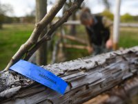 Agroforestry improvements in Amalie