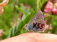 Tým ekologie hmyzu navrací vzácné motýly do Prahy