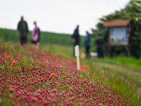 Projekty EarthBridge a Framework součástí akce Jetelový den