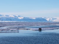 Seal on the ice in Isfjorden bay. photo by: @Vojta Moravec