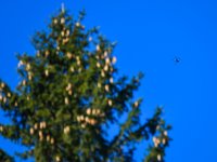 Obří důl již sedm let pod drobnohledem dronu