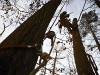 Veteranizace podpoří biodiverzitu v rezervaci