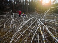 Veteranizace podpoří biodiverzitu v rezervaci