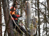 Veteranizace podpoří biodiverzitu v rezervaci
