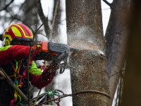 Veteranizace podpoří biodiverzitu v rezervaci