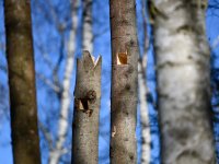 Veteranizace podpoří biodiverzitu v rezervaci