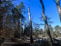 Veteranizace podpoří biodiverzitu v rezervaci