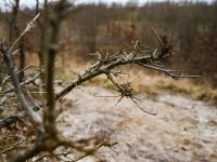 Rekultivační výsadby dřevin jsou pod tlakem ze strany zvěře