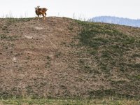 Rekultivační výsadby dřevin jsou pod tlakem ze strany zvěře