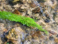 Kirnitzsch River