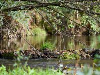 Kirnitzsch River