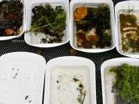 Samples sorting