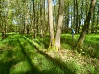 Nová botanická studie v časopise Landscape Ecology