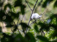 Cockatoo