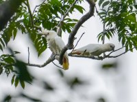 Cockatoo