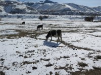 Kyrgyz National Agriculture University