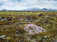 FES on Iceland