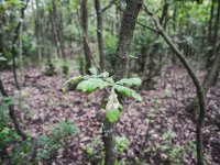 Fieldwork on the Sokolov post-mining sites