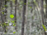 Fieldwork on the Sokolov post-mining sites