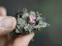 Fieldwork on the Sokolov post-mining sites