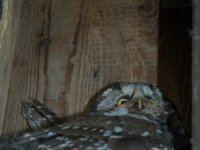 Boreal owl female in camera box
