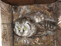Incubating boreal owl female