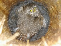 Pygmy owl female