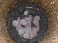 Pygmy owl nestlings