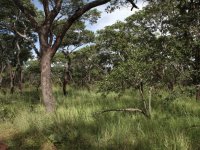 Zambie-miombový les