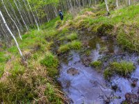 Field research of the Eurasian woodcock