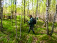 Field research of the Eurasian woodcock