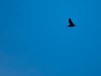 Field research of the Eurasian woodcock