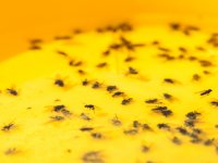 Výzkum vlivu biopásů na hmyz