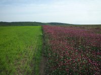 Velké Hostěrádky farming