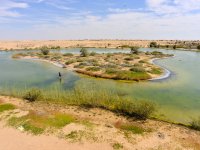 Research on breeding shorebirds