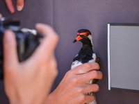 Research on breeding shorebirds