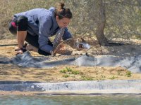 Research on breeding shorebirds