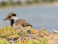 Research on breeding shorebirds