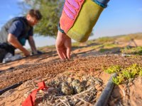 Research on breeding shorebirds